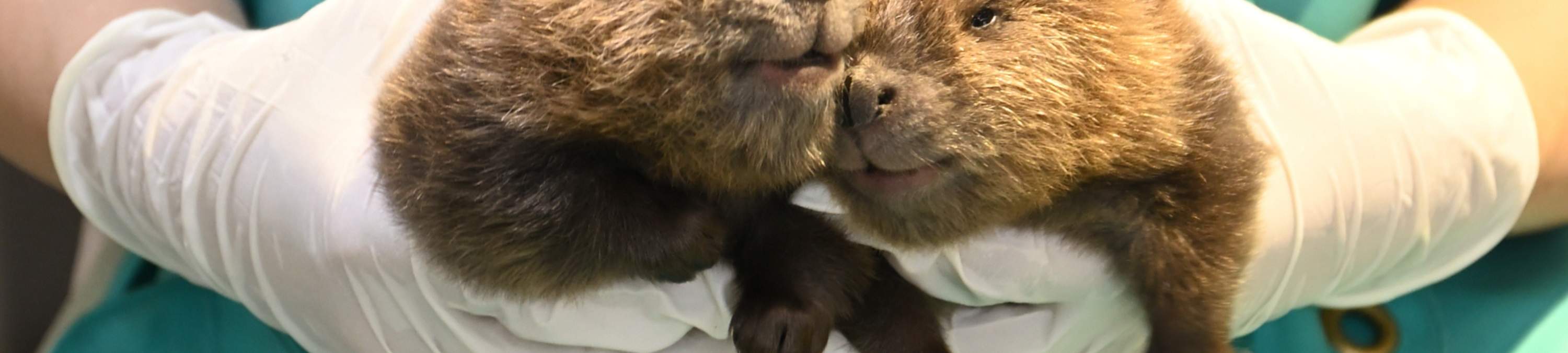 บัตรเข้าชมพิพิธภัณฑ์สัตว์น้ำอินเตอร์แอคทีฟนิฟุเรรุ