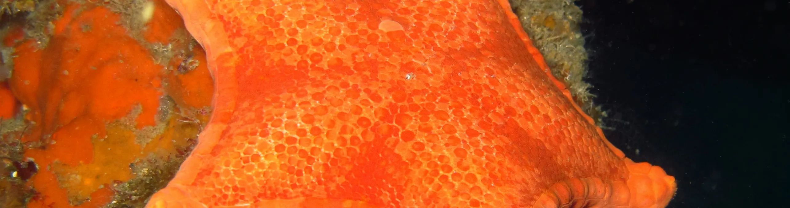 PADI 探索水肺潜水