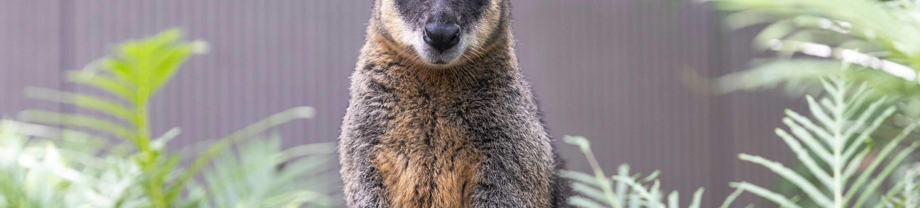 Lawatan Aussie Backyard Adventure