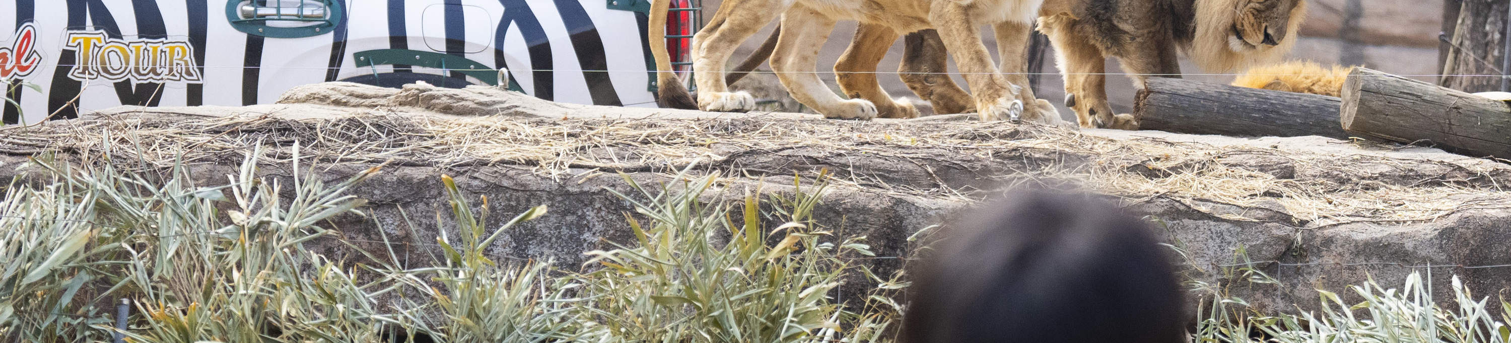 龍仁愛寶樂園Everland門票