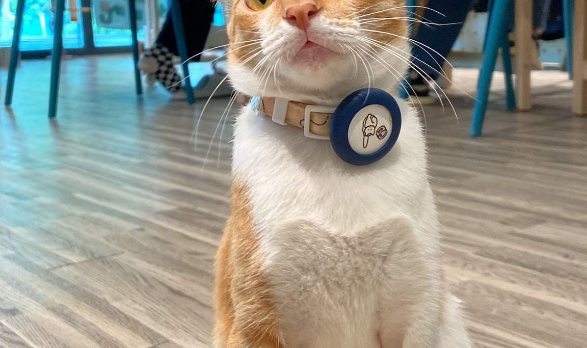 Art Jamming with Cats oleh Wildflower Studio