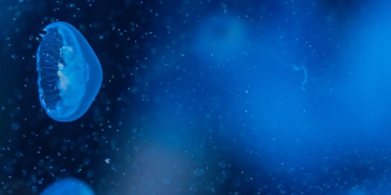 水母