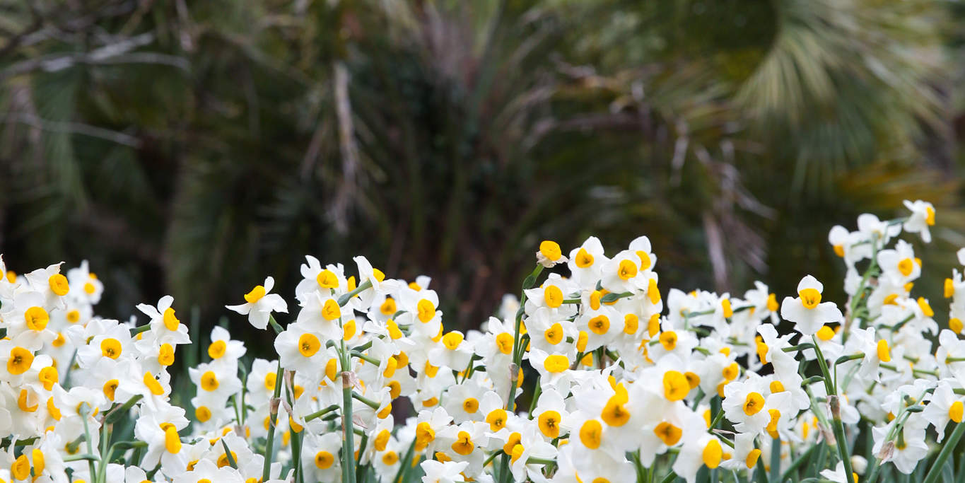 Vé Hallim Park ở Jeju