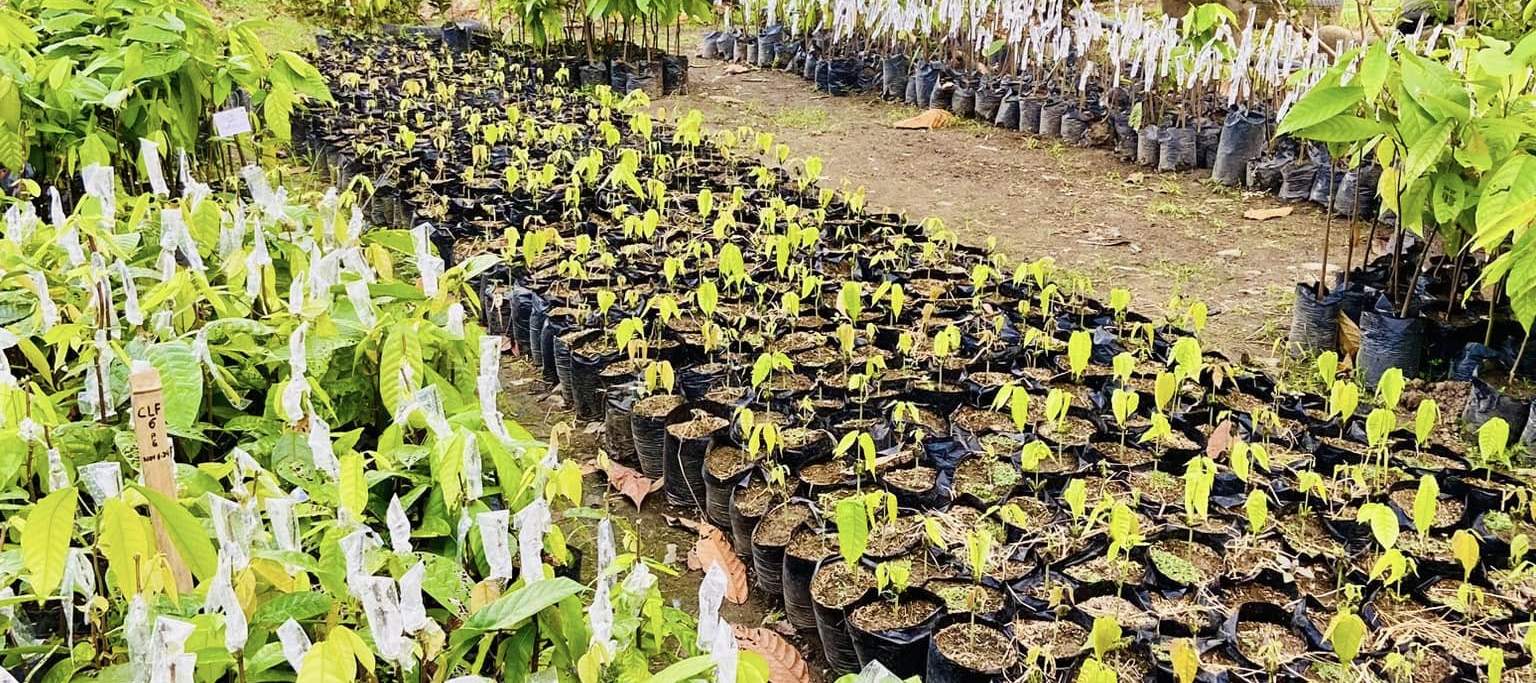 Dari benih ke pokok—memupuk masa depan coklat mewah. 