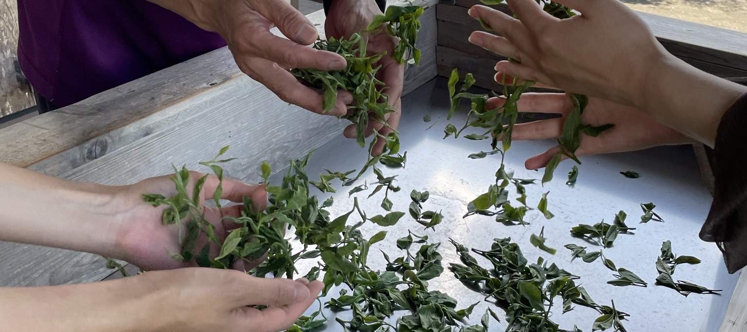 Drei Handpaare filtern die gepflückten Blätter