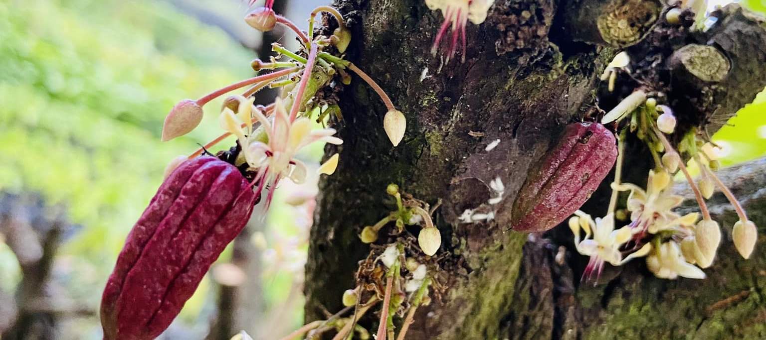 최고의 초콜릿 이야기가 시작되는 곳, 자연이 선사하는 황금빛 열매를 만나보세요. 