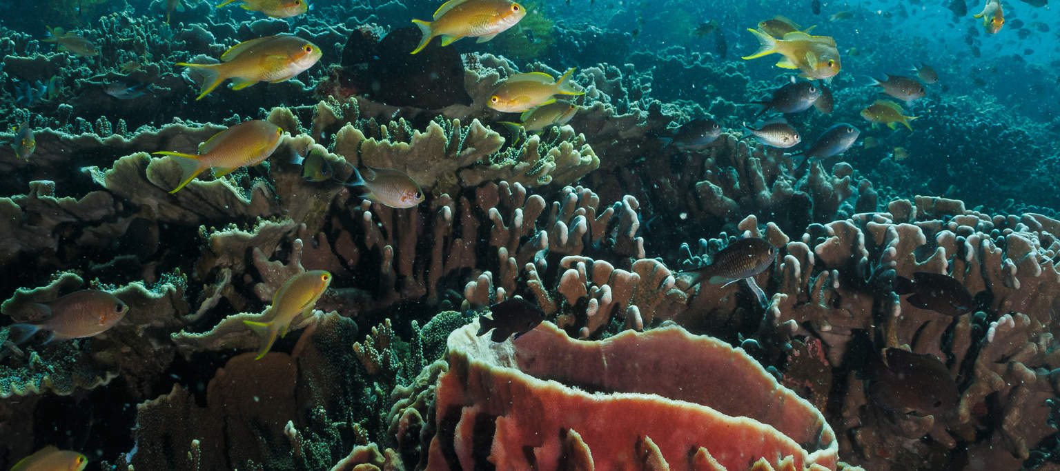 Pacchetto Relax di 10 Immersioni sulla Barriera Corallina di Moalboal