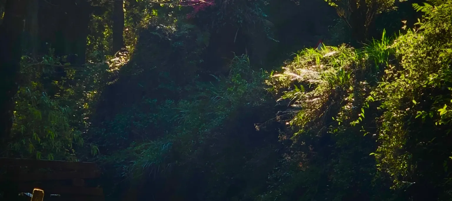 阿里山