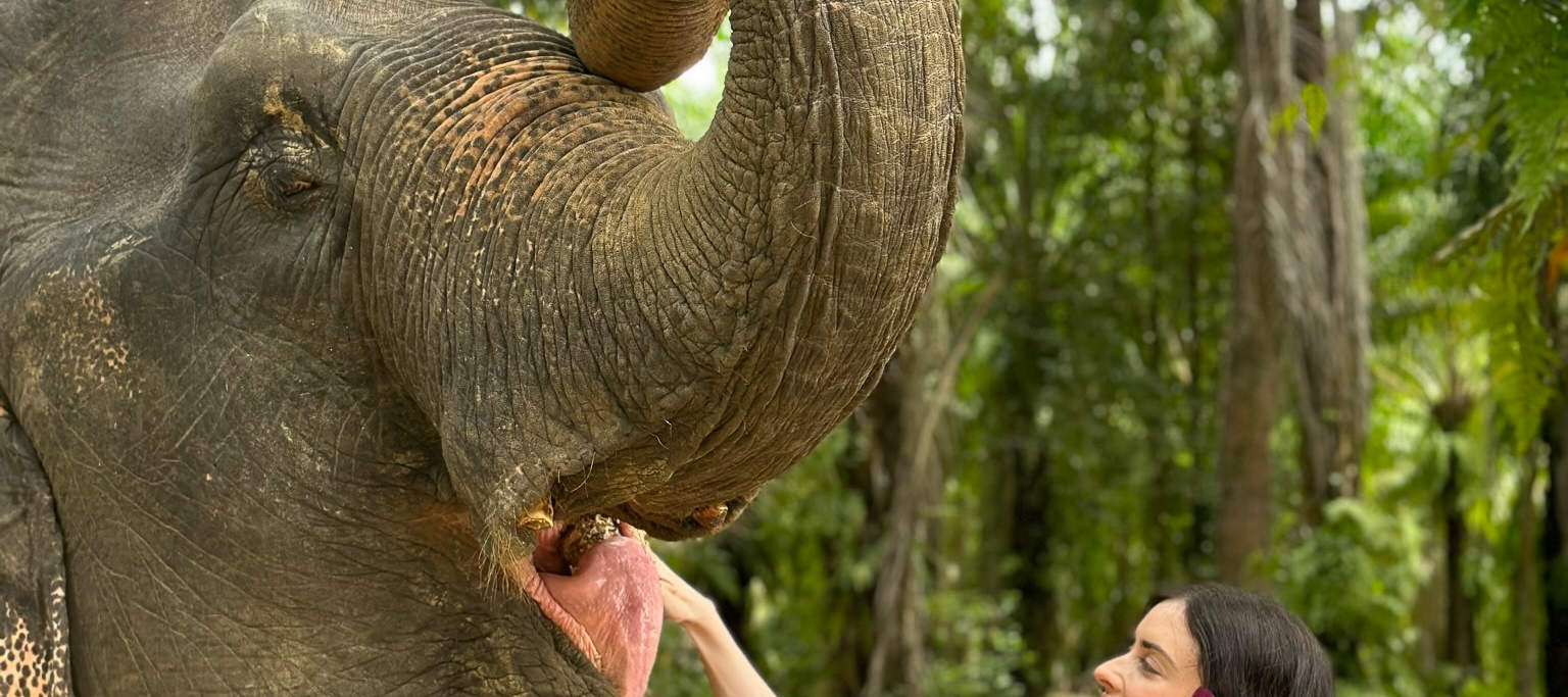 喀比：大象庇护所 + 考同山丘之旅（含包车接送）