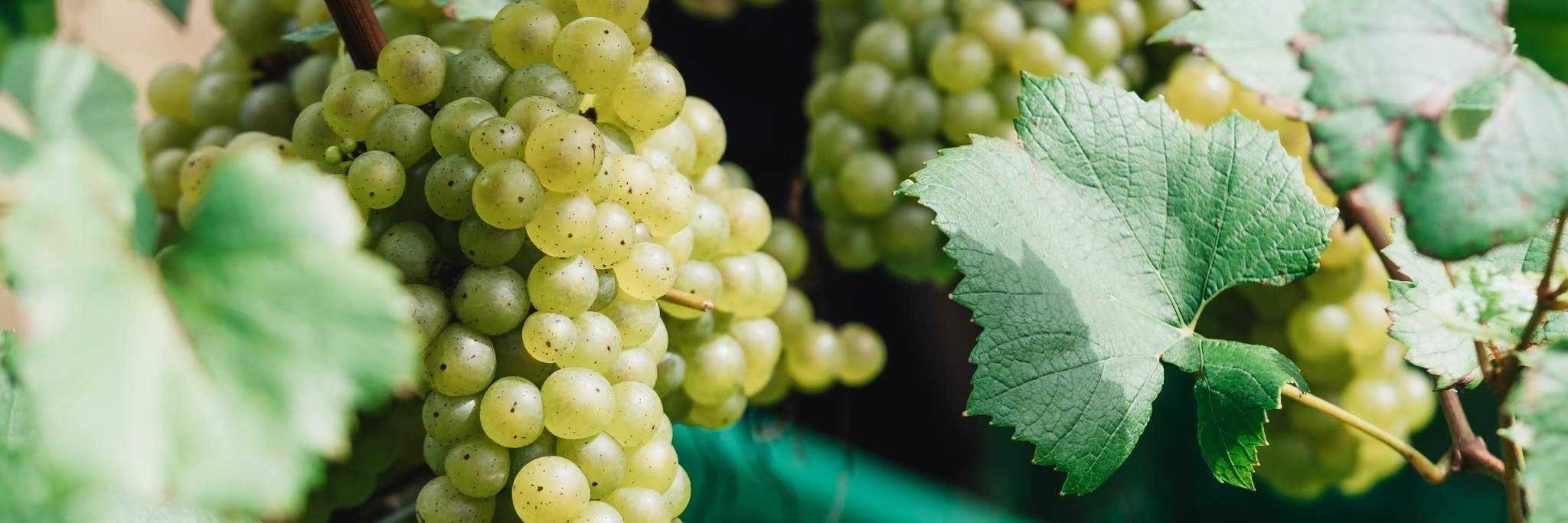 Anggur putih untuk anggur