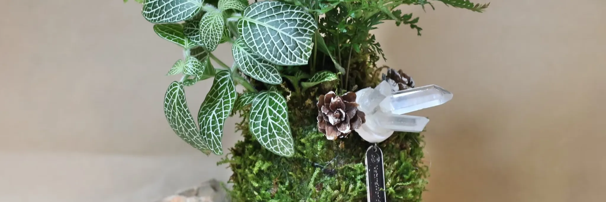 绿植星球