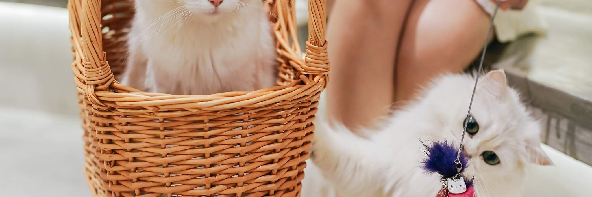 HOME by tales of paws 貓咪咖啡廳