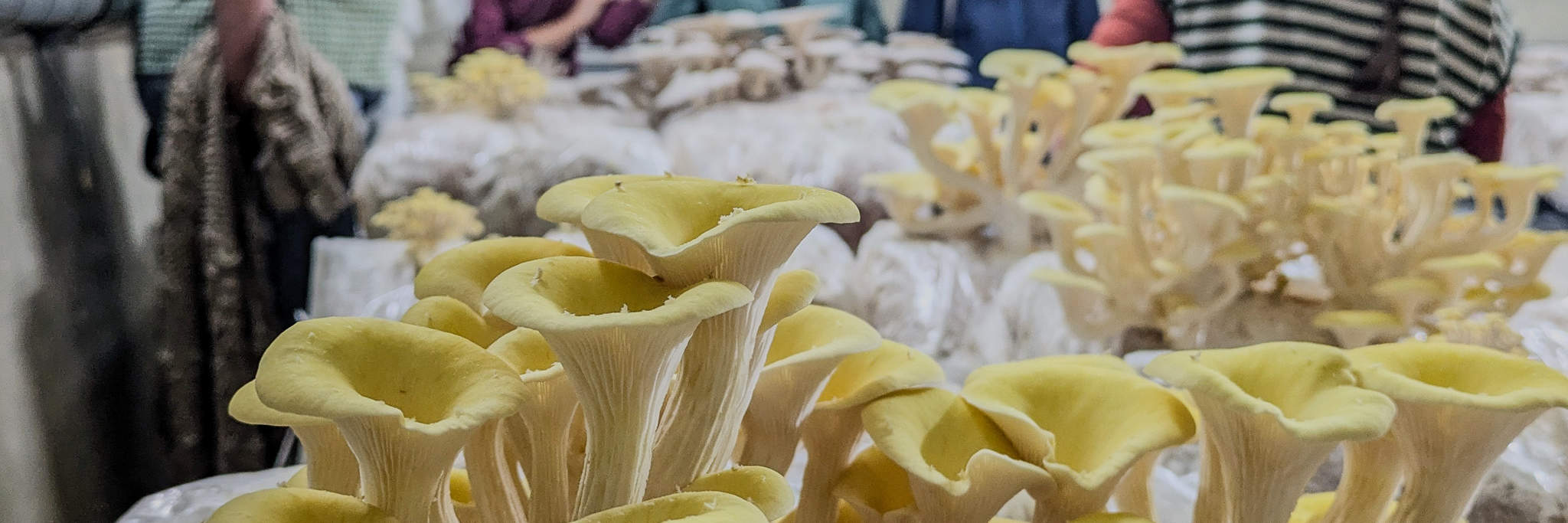 Nhóm du khách thích thú nhìn vào cơ sở trồng nấm.