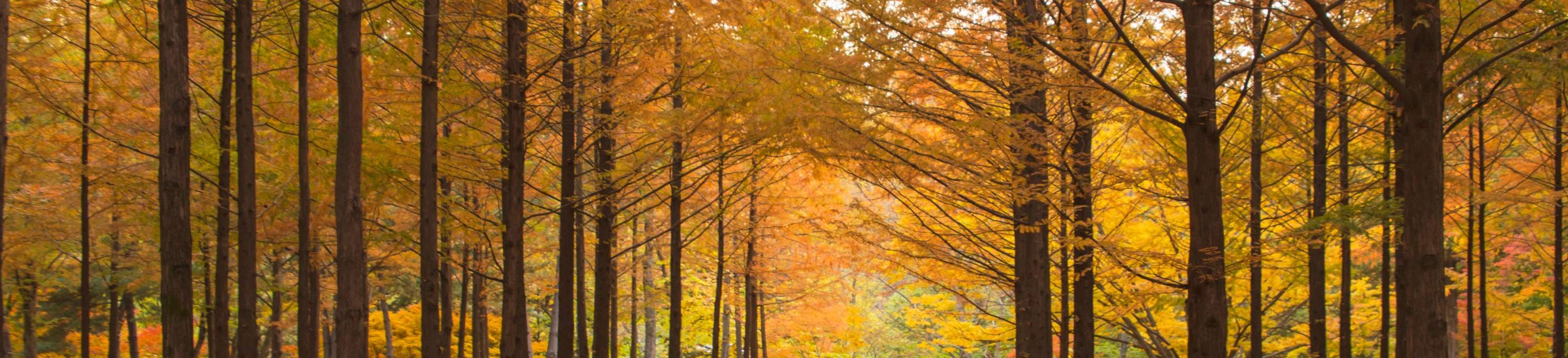 Билет на остров Нами