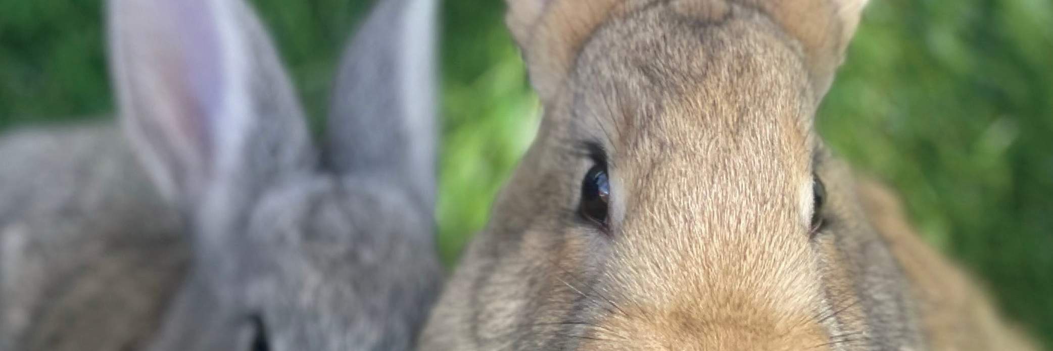 Милый сад с водой и соснами
