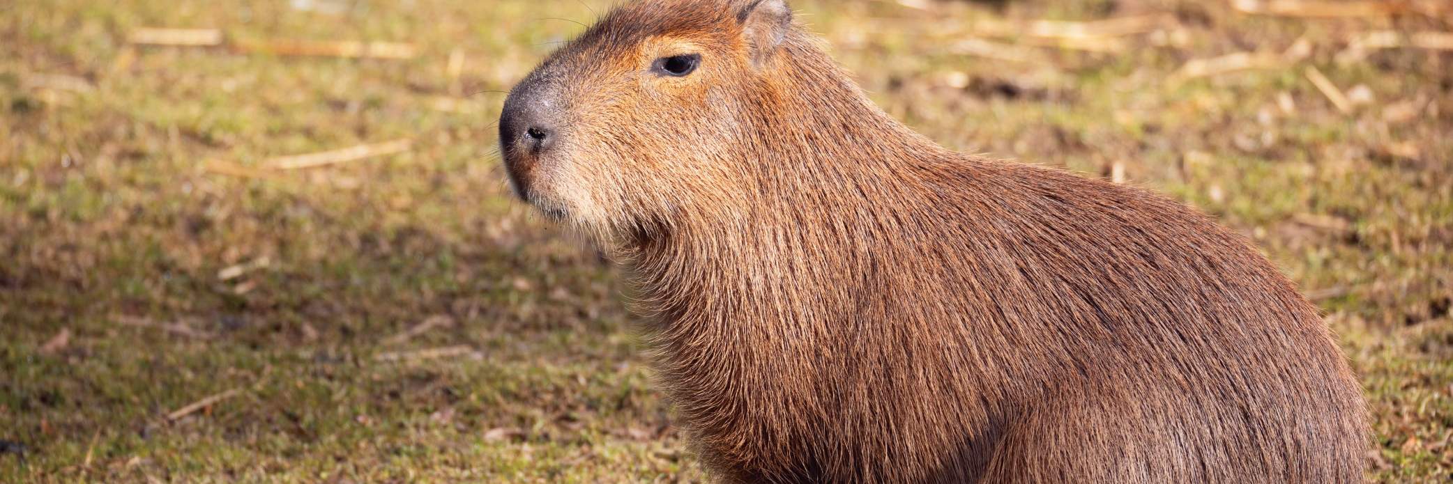 Jardín encantador con agua y pinos
