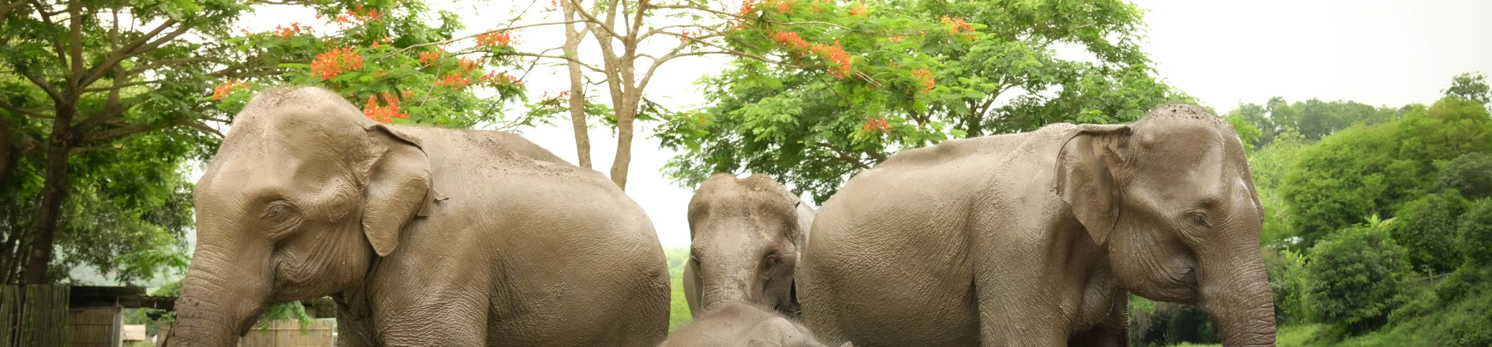 Walk with elephant