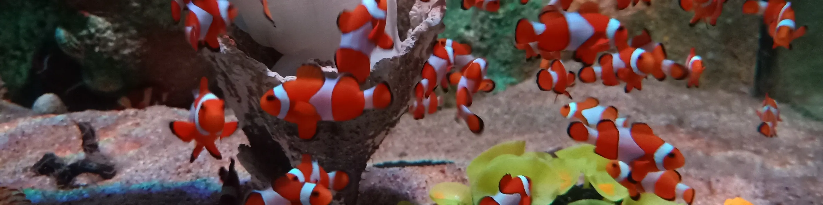 槟城 TOP 精品水族馆门票