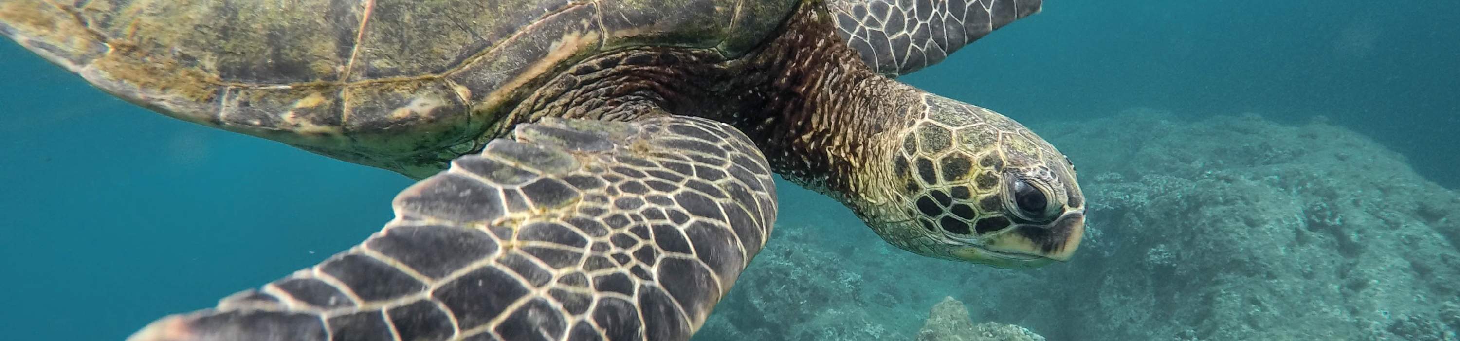 Scuba Diving in Pattaya by Manta Marina