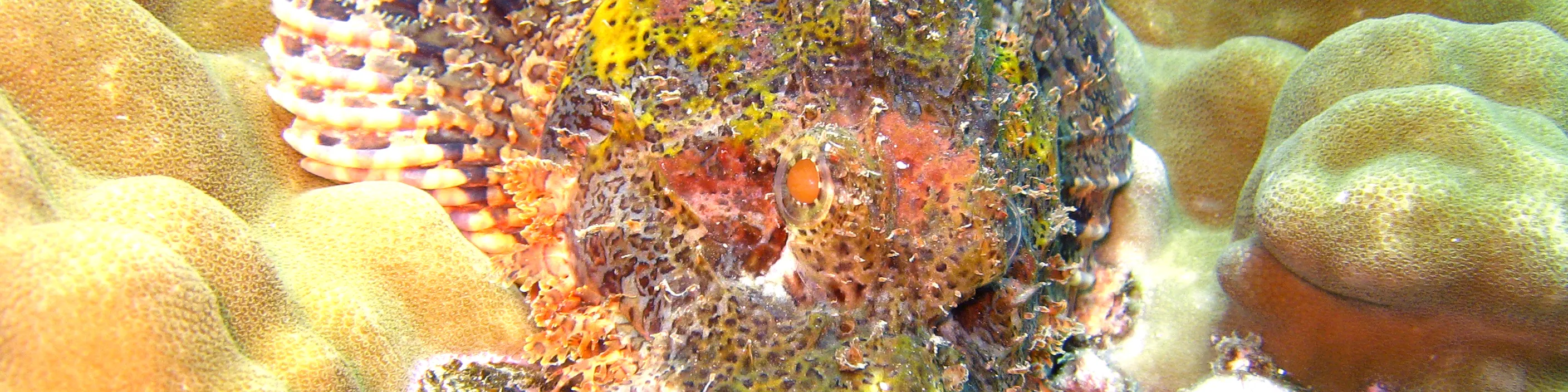 5次潜水全包套餐