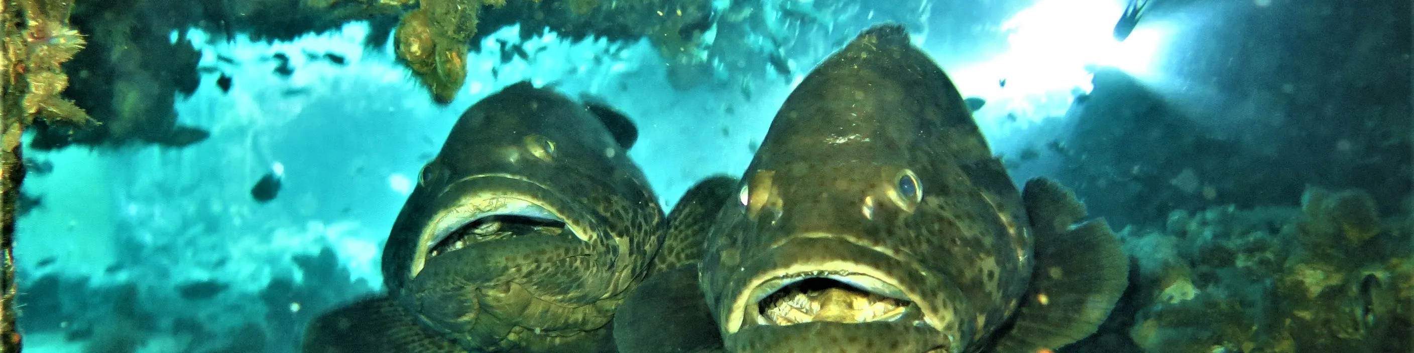 PADI 高级开放水域潜水员