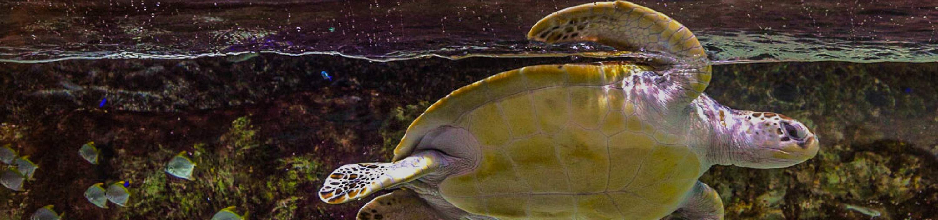 ディスカバーソウルパス