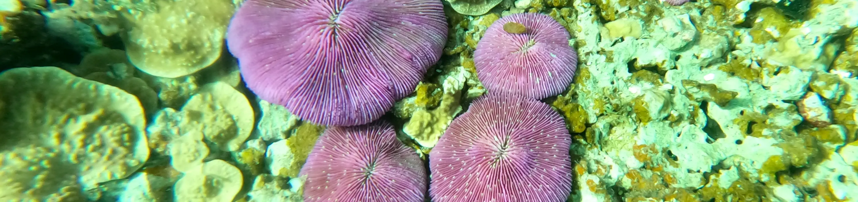 关岛水肺潜水和立式桨板课程