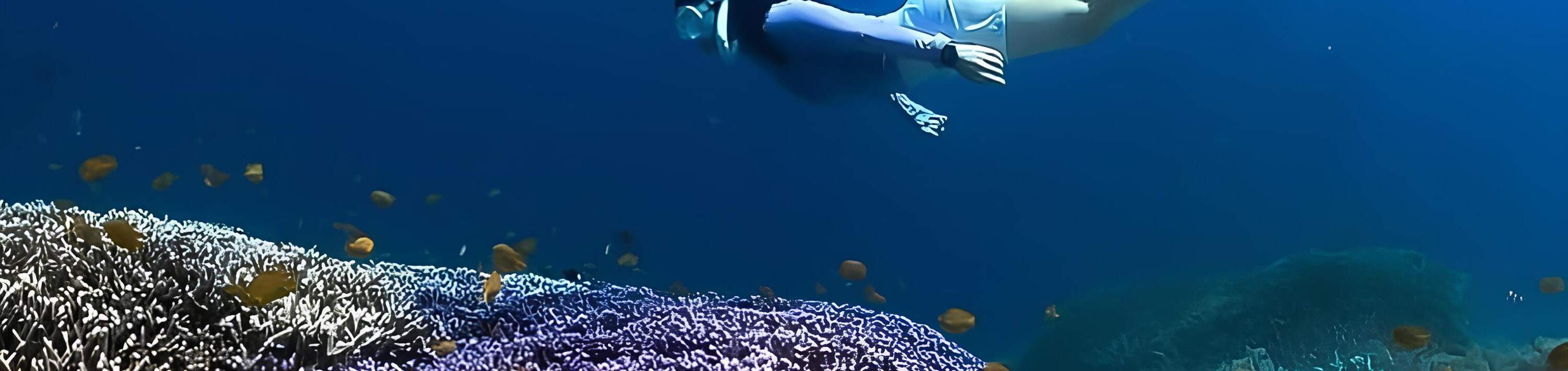 บลู โคCoral Garden