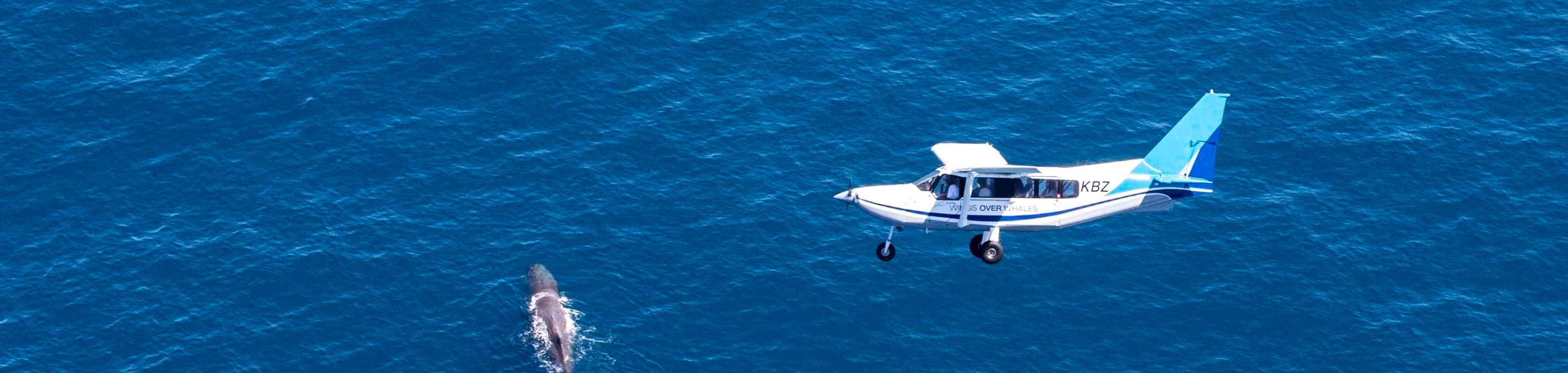 Trải Nghiệm Ngắm Cá Voi Và Kaikoura Từ Trên Cao 