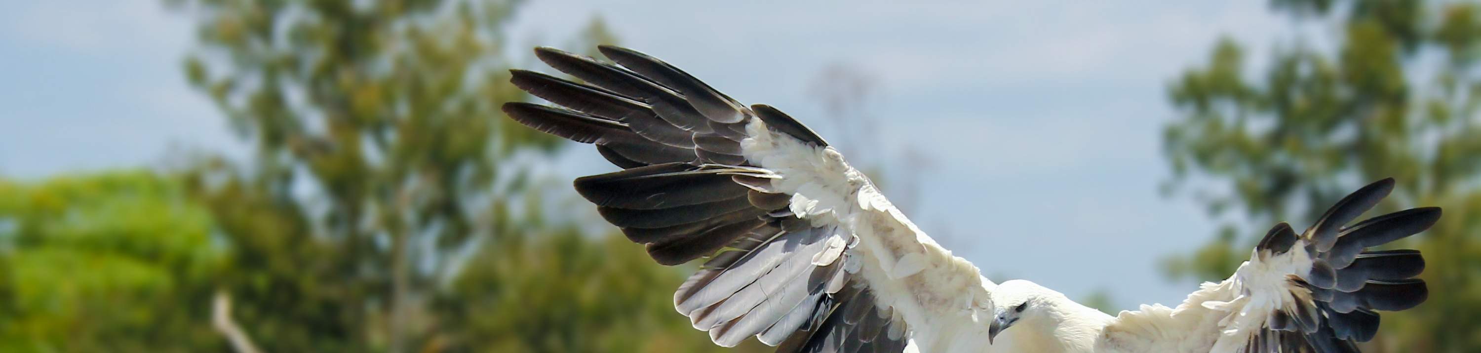 龍柏無尾熊動物園