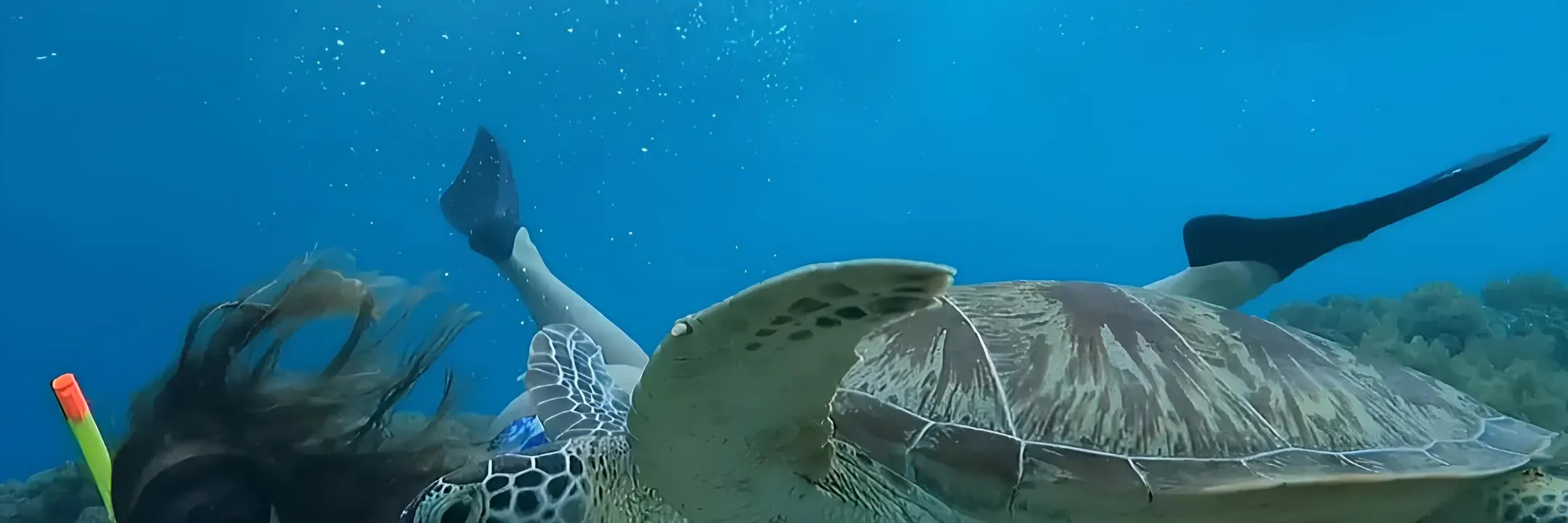 吉利艾尔岛浮潜与海龟共游
