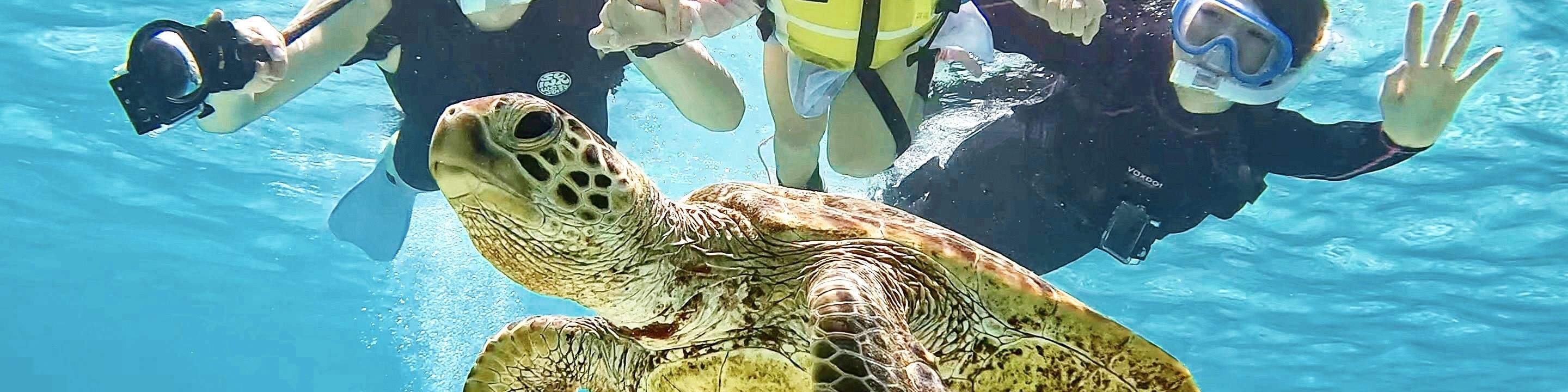 沖繩宮古島與海龜共遊！感動浮潛體驗，贈送照片