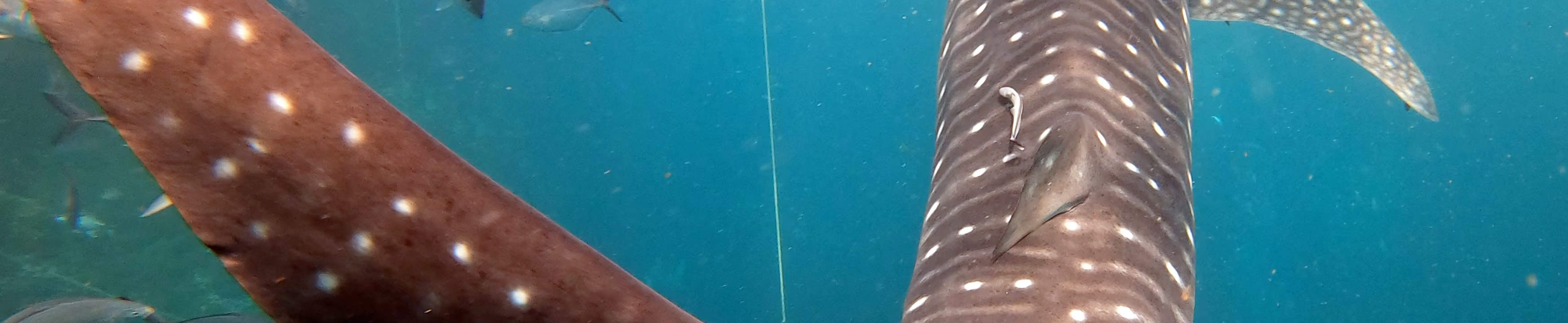 Dive Trip ke Sail Rock