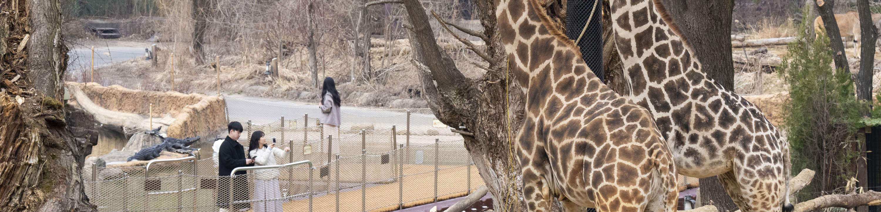 龍仁愛寶樂園Everland門票