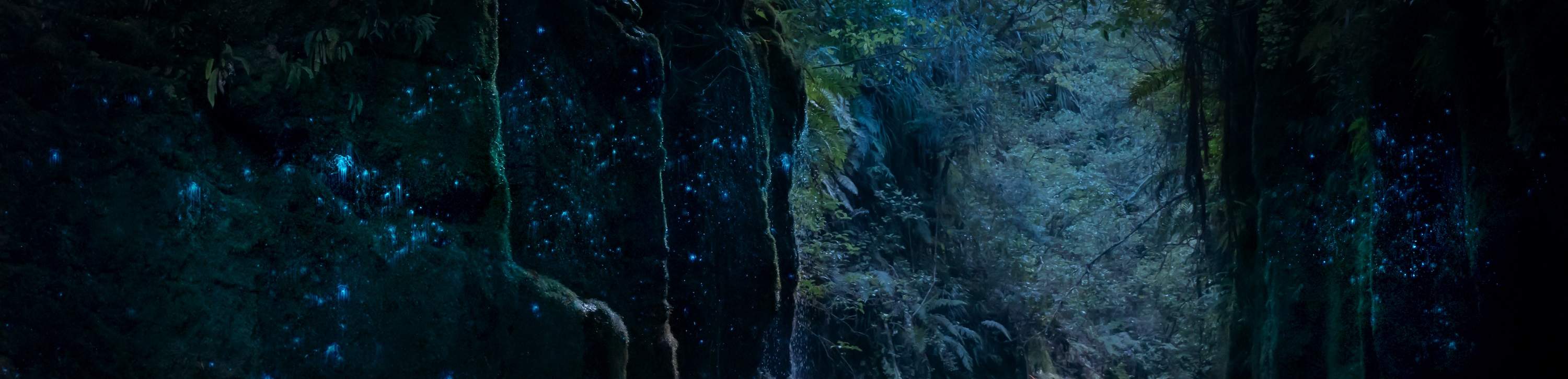 Большой тур к светлячкам на каноэ (BIG Kanu Glowworm Tour) в Тауранге