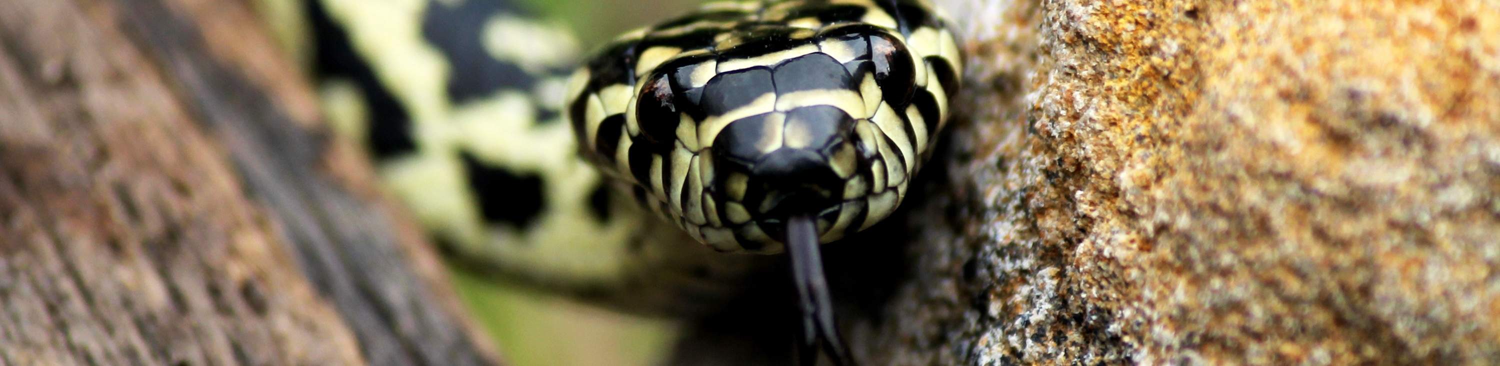 ローンパインコアラサンクチュアリ