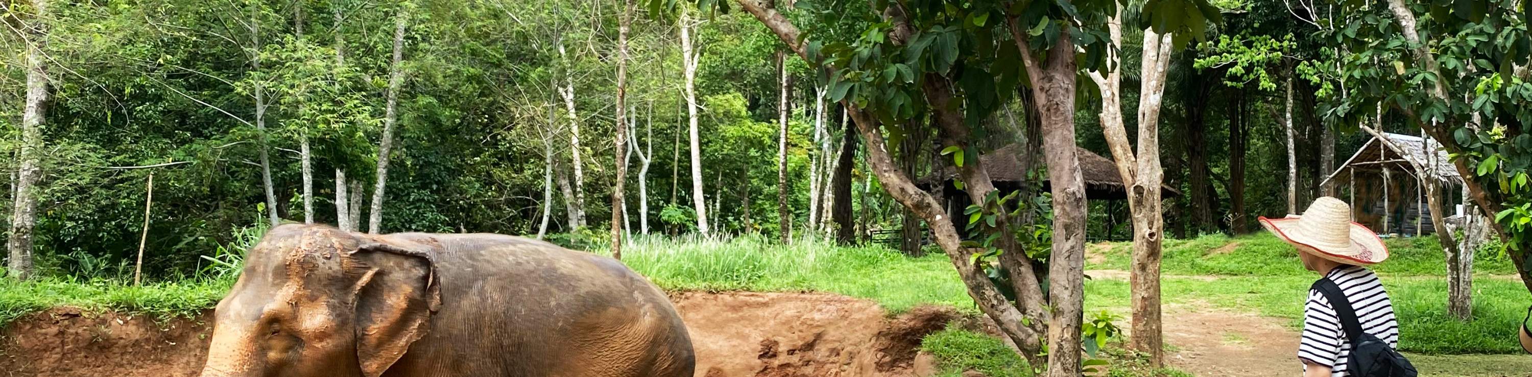 Scopri la vita degli elefanti
