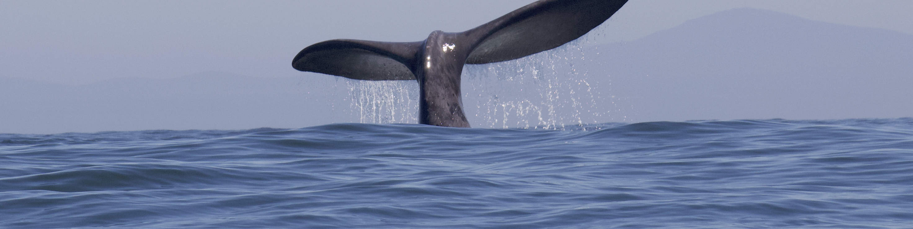 Встреча с дикой природой океана