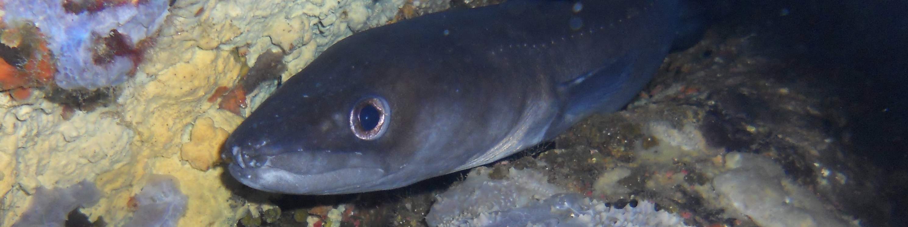 Escursione Subacquea di un Giorno Intero