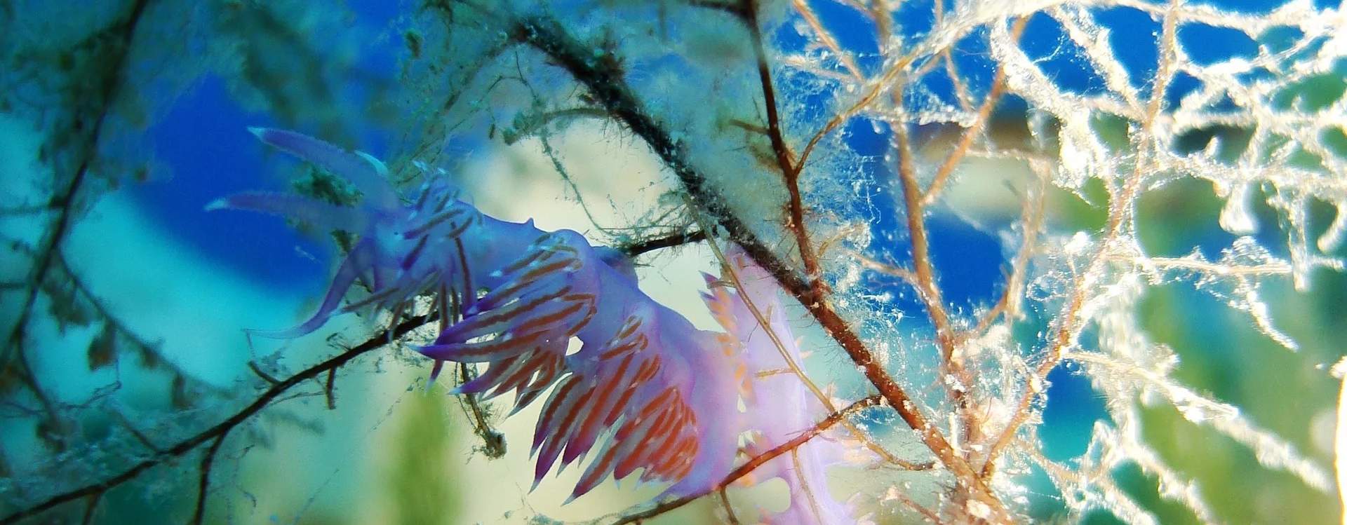 Sertai kami untuk pengembaraan menyelam yang tidak dapat dilupakan di Elba, di mana peluang untuk melihat nudibranch menambahkan keseronokan pada setiap penurunan