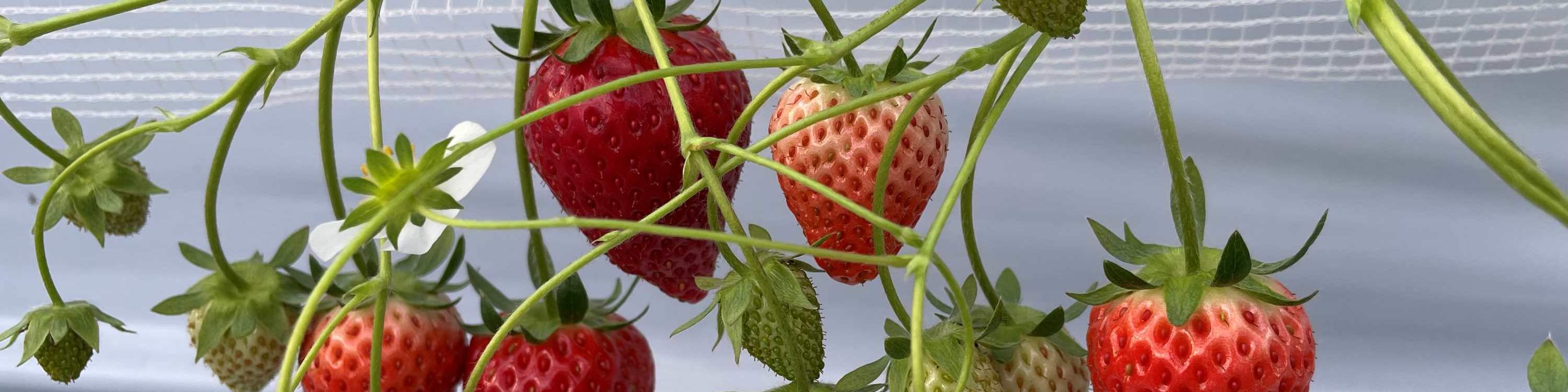 ประสบการณ์เก็บและเปรียบเทียบรสชาติสตรอว์เบอร์รีในฤดูหนาว (บริเวณใกล้เคียงซัปโปโร)