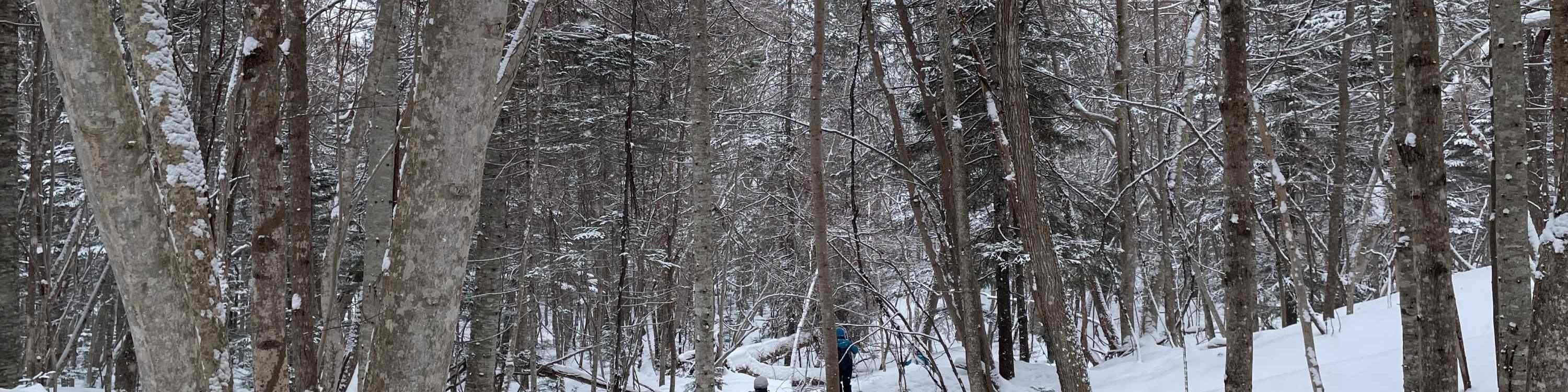 Otaru Forest Snowshoe (with transportation)