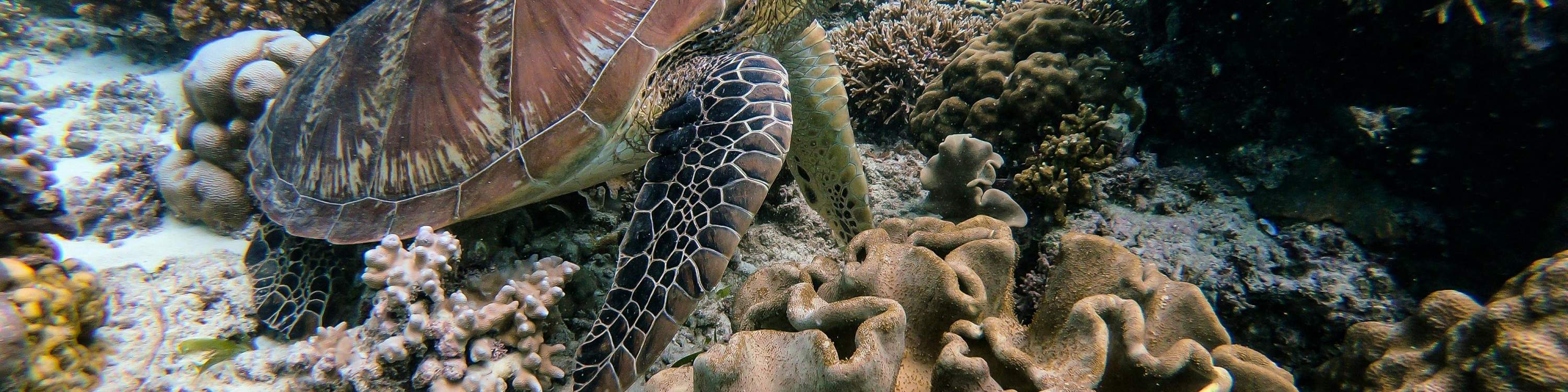 Penyu snorkeling di Mirissa