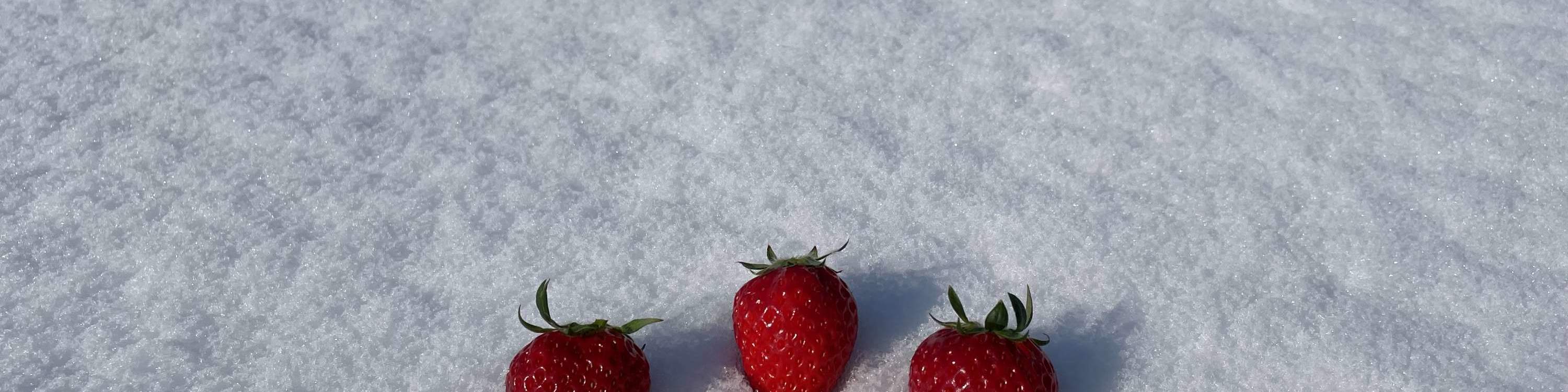 ประสบการณ์เก็บและเปรียบเทียบรสชาติสตรอว์เบอร์รีในฤดูหนาว (บริเวณใกล้เคียงซัปโปโร)
