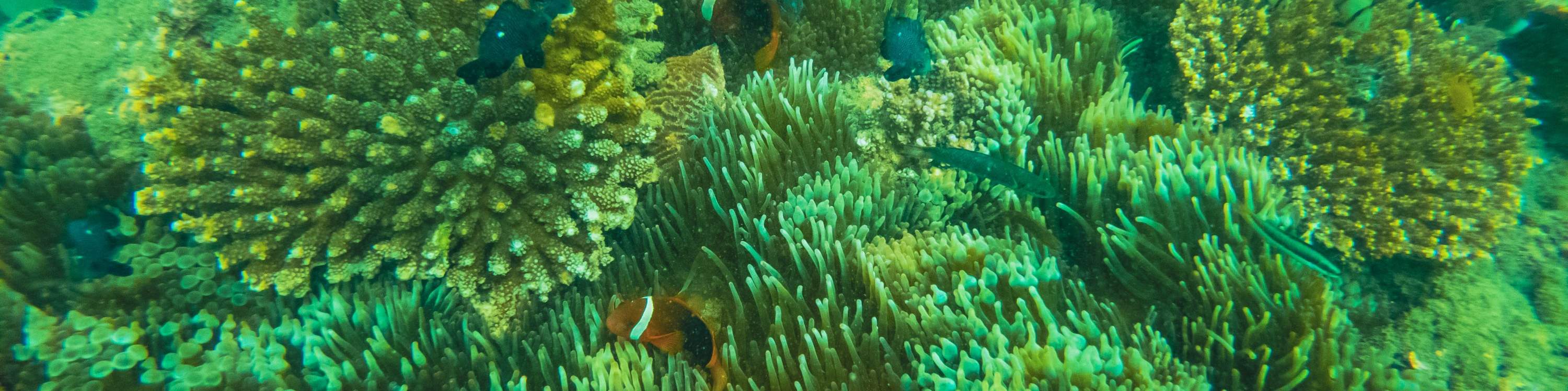 Остров Черепах, Лодка со Стеклянным Дном, Круиз по Мангровым зарослям от JTB Indonesia