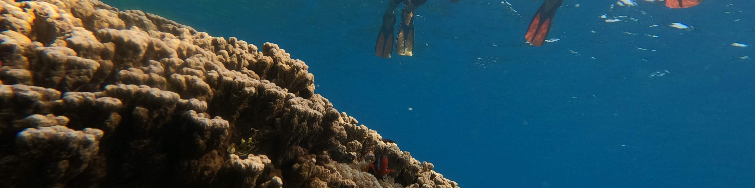 Частный опыт сноркелинга или фридайвинга на Гуаме