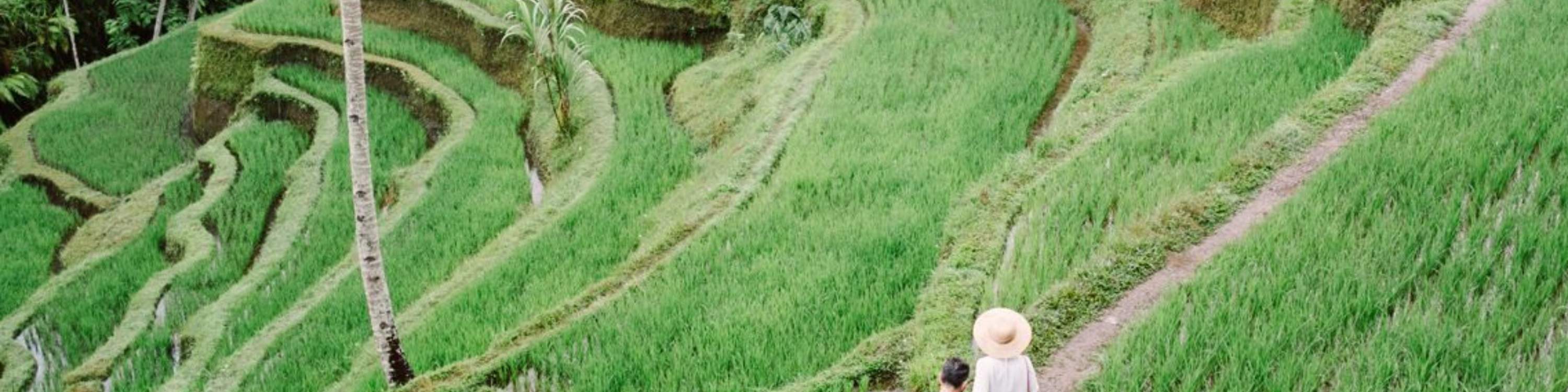 走訪德哥拉朗梯田，一覽烏布最受歡迎的景點
