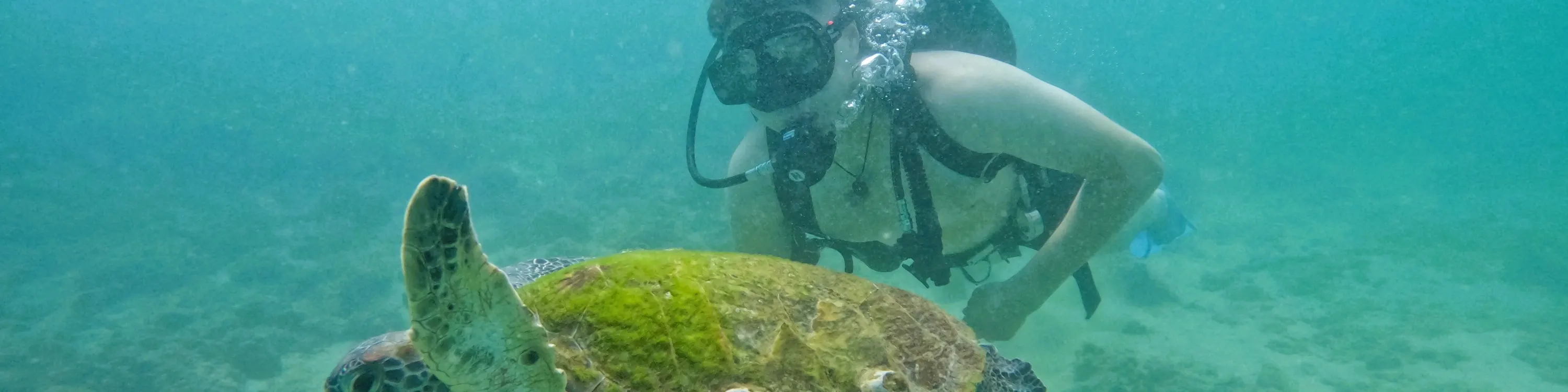 从迪拜出发：水肺潜水和浮潜，含烧烤午餐