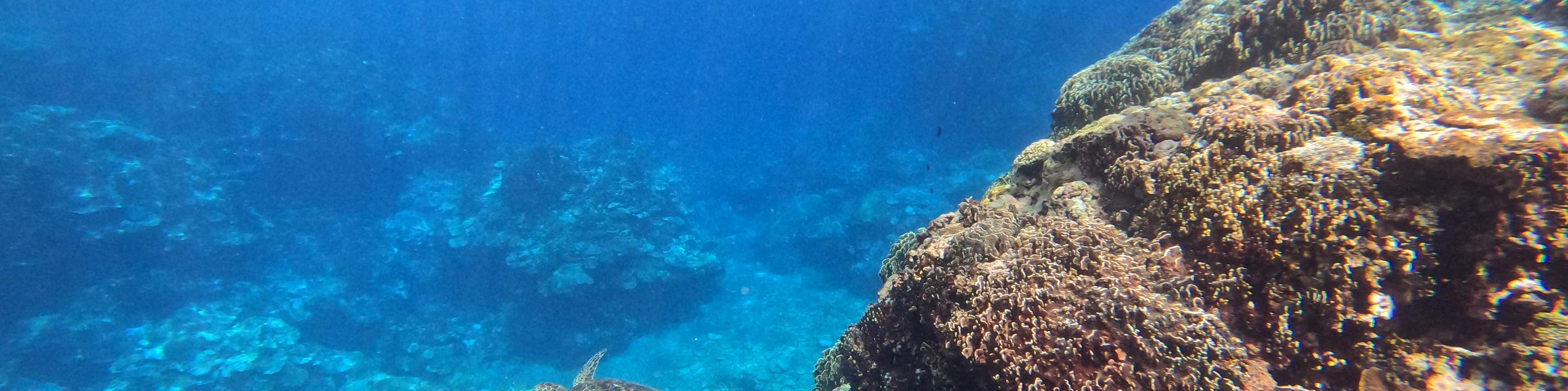 Tourists taking pictures with sea turtles in the water