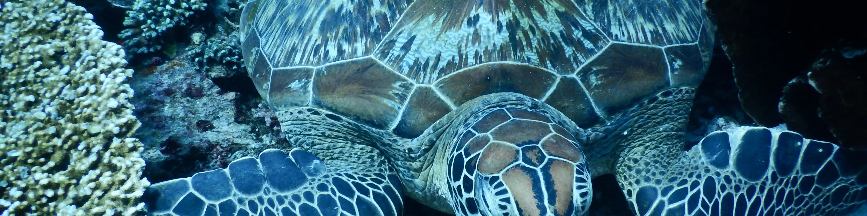 海龟